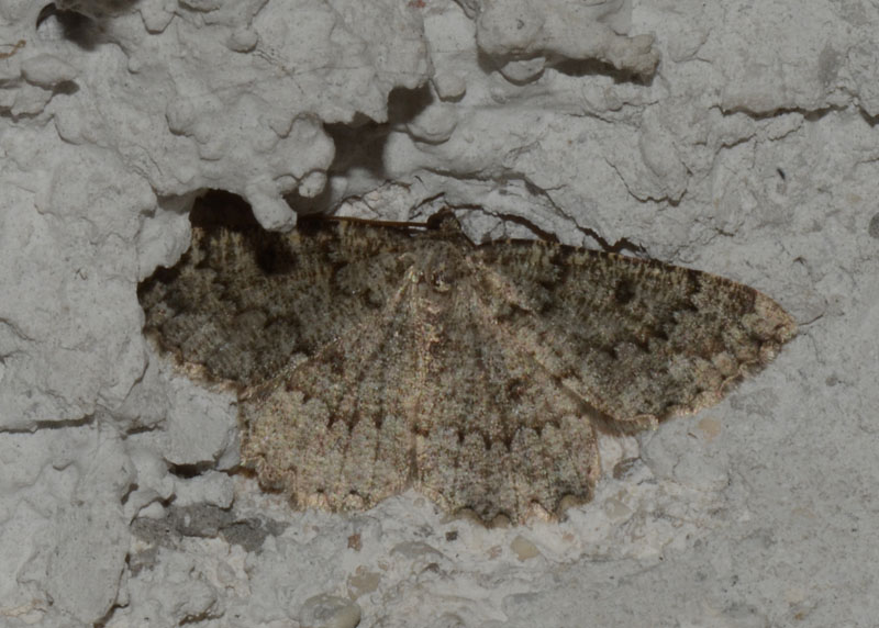 Geometridae Charissa obscurata ?